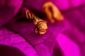 AMP-DSC08491 -_